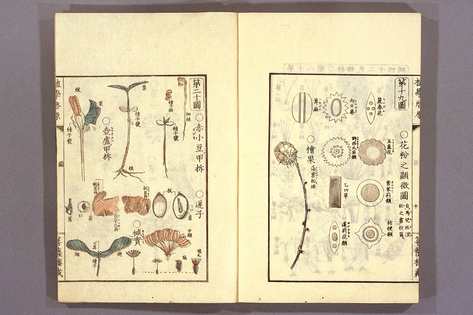 Shokugaku keigen by Udagawa Yoan. Edo Suharaya Ihachi, etc., 1837 - 055-016l