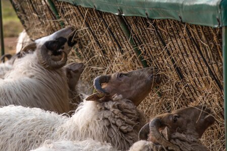 Sheep nature farm
