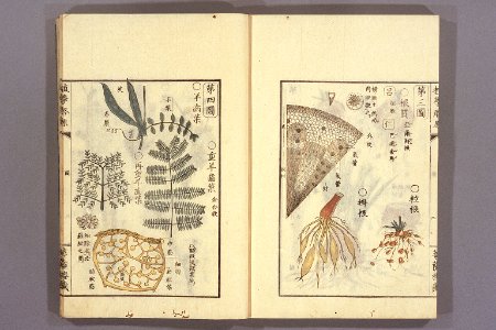 Shokugaku keigen by Udagawa Yoan. Edo Suharaya Ihachi, etc., 1837 - 055-008l