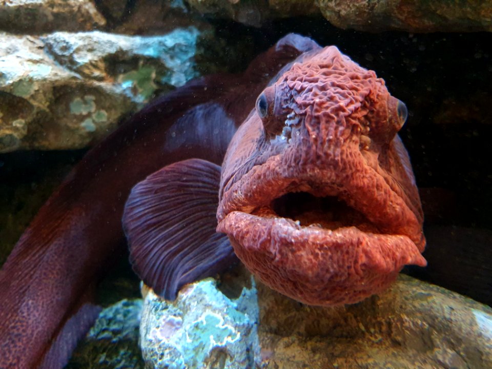 Shinagawa Aquarium 14