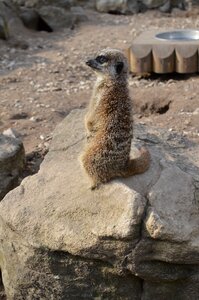 Surykatka zoo zoological garden