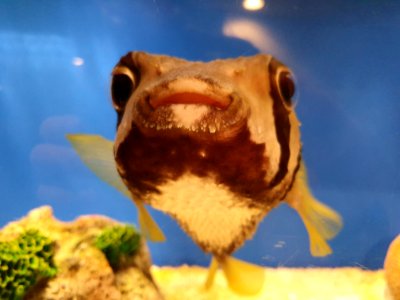 Shinagawa Aquarium 8