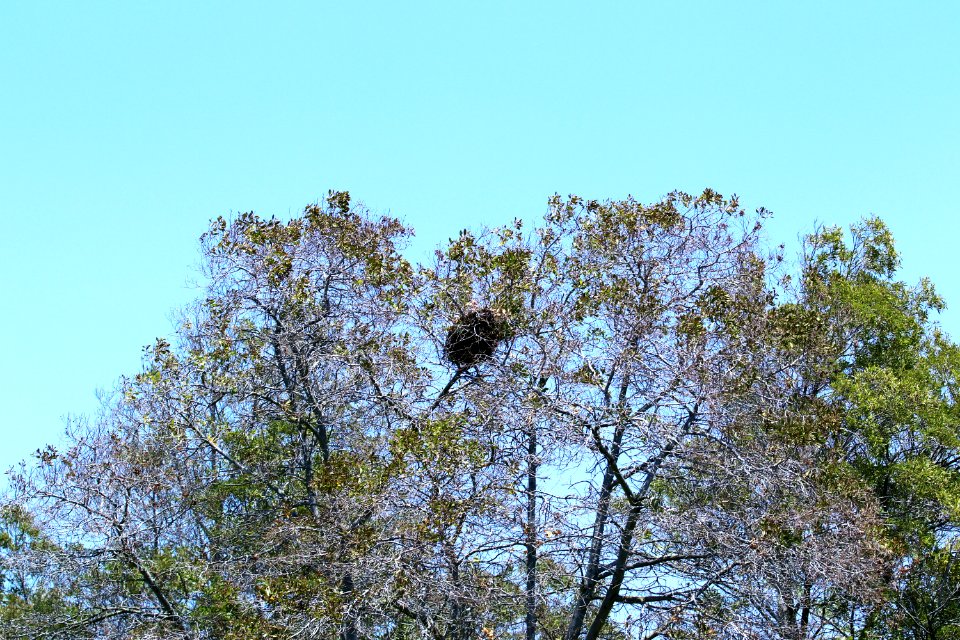 Shoreline park mountain view nest IMG 2353