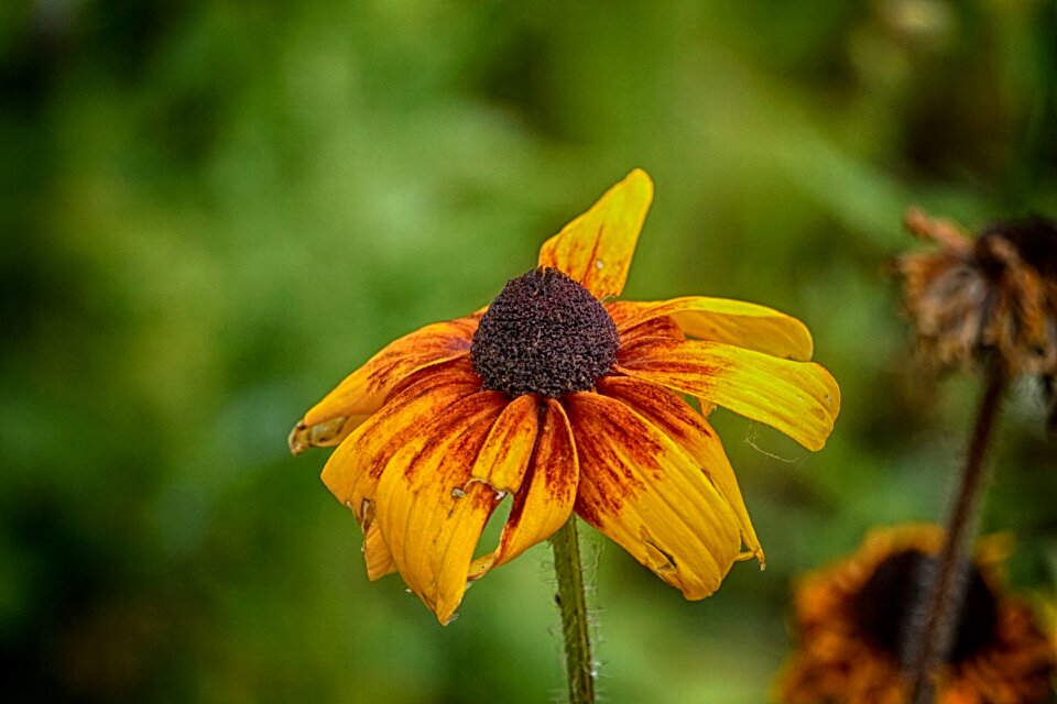 Flowering flora botany