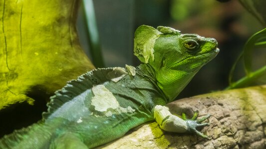 Chinese water dragon melbourne chameleon photo