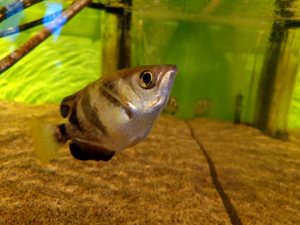 Shinagawa Aquarium 46