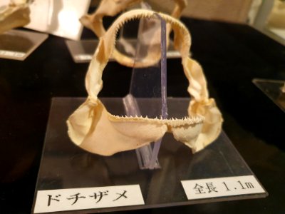 Shinagawa Aquarium 19