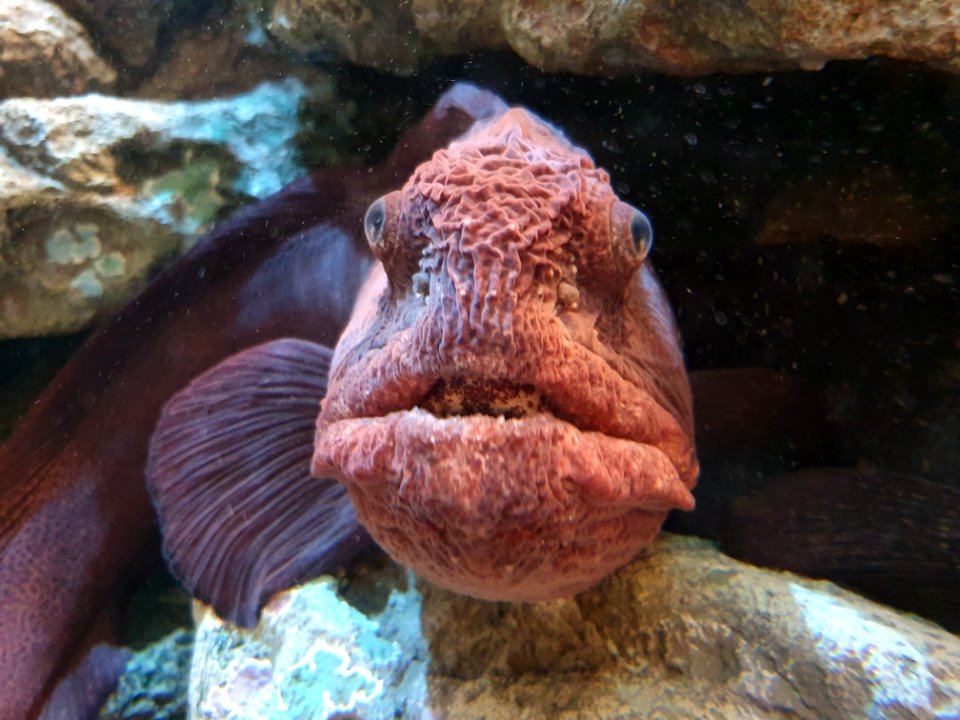 Shinagawa Aquarium 15