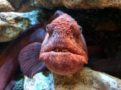 Shinagawa Aquarium 15