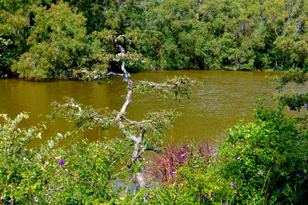 Shinden Garden - Morikami Museum and Japanese Gardens - Palm Beach County, Florida - DSC03314