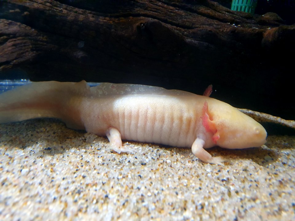 Shinagawa Aquarium 61