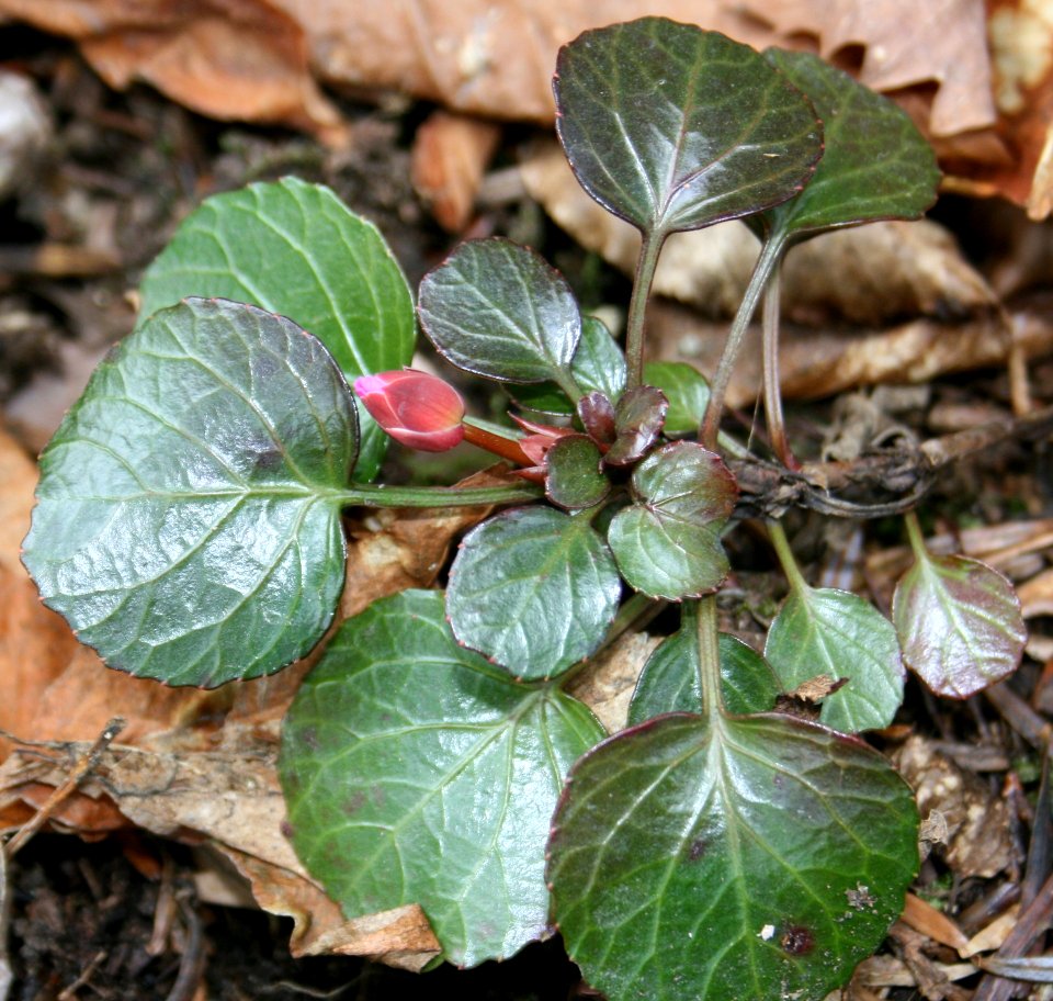 Shortia uniflora in Mount Hanabusa 2011-04-03