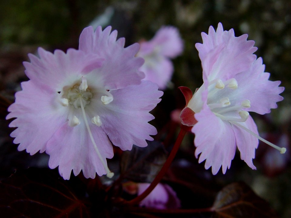 Shortia uniflora in Mount Hideri 2008-04-15