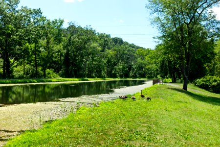 Short Level above Lock 70 with Goose Family on Chesapeake and Ohio Canal