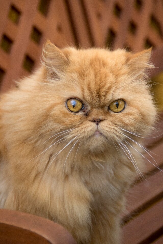 Persian cat tuinbak