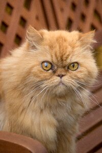 Persian cat tuinbak