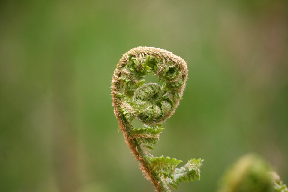 Colors green bud
