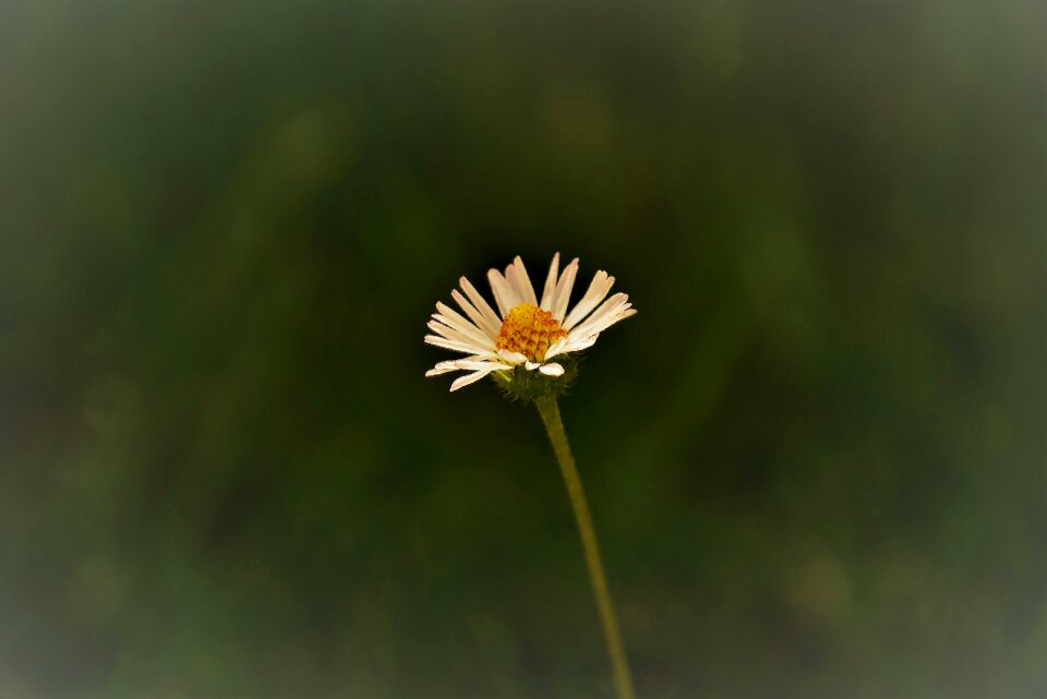Plant blossom bloom