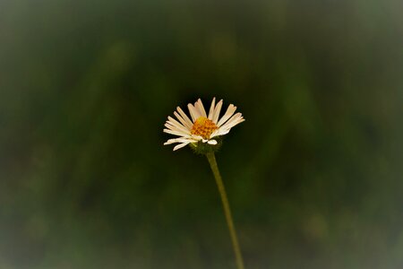 Plant blossom bloom