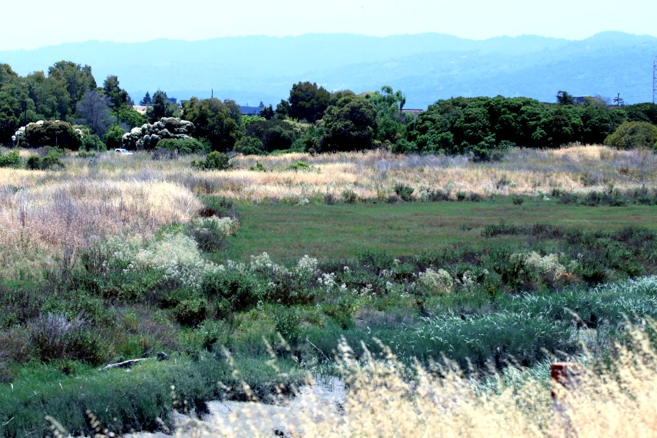 Shoreline Park Mountain View California Salt marsh IMG 2357