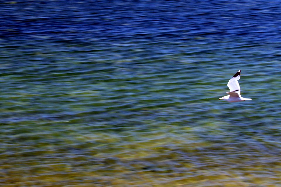 Shoreline Park, Mountain View California gull IMG 2450-13