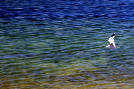 Shoreline Park, Mountain View California gull IMG 2450-13 photo