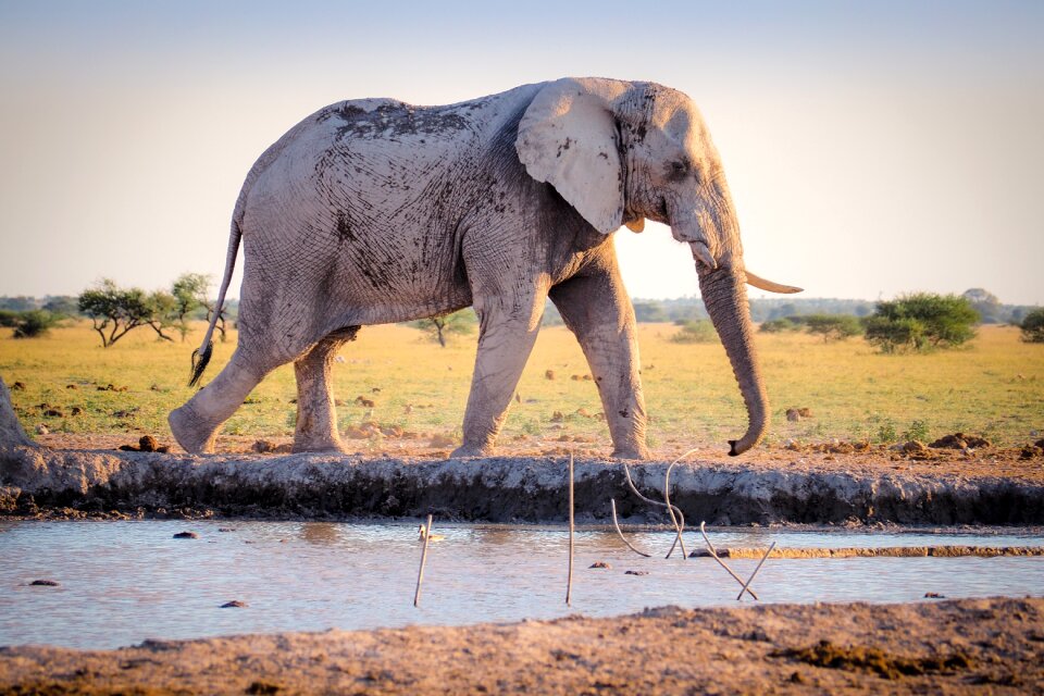 Wildlife animal mammal