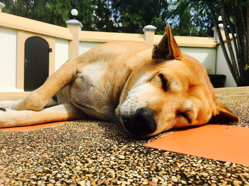 Friend dog friendly