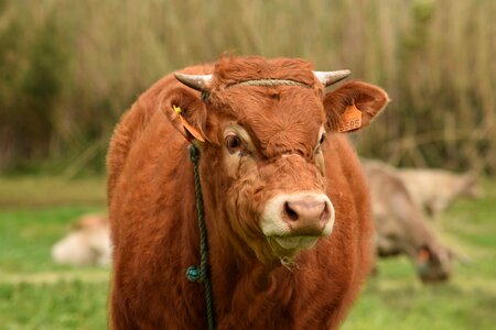 Farming pasture brown cow