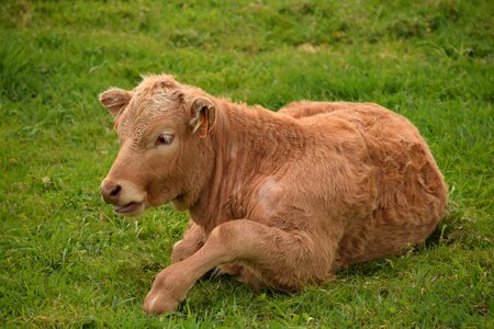 Farming livestock animal