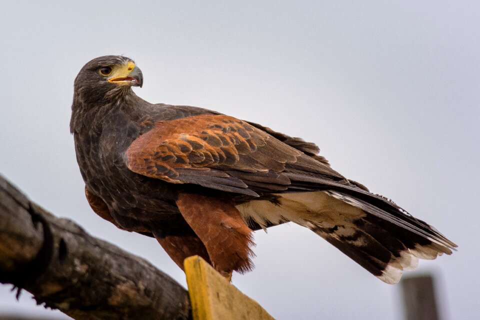 Nature feather raptor