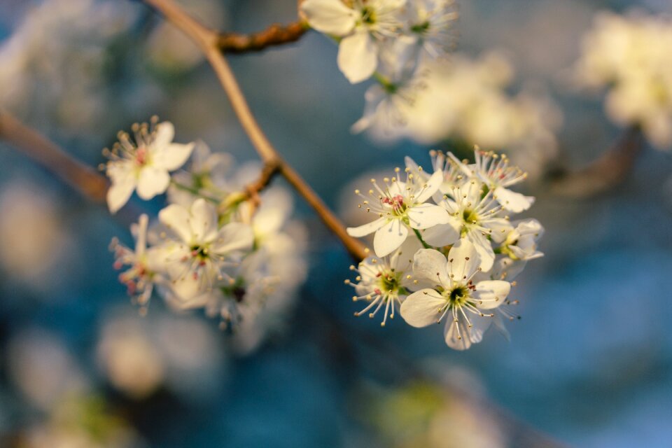 Blossom white macro