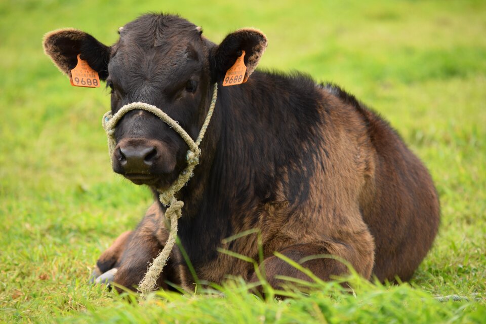 Animal livestock pasture