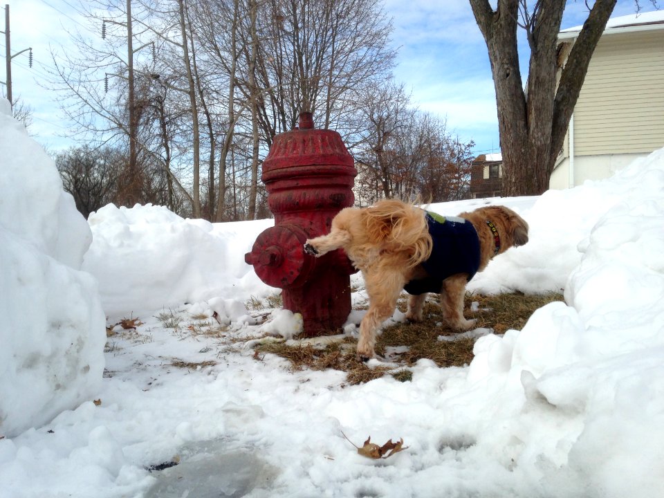 Shih-Tzu Fire Hydrant