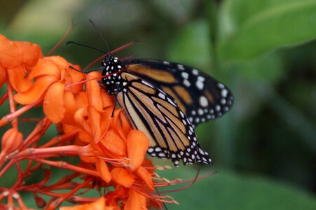 Tenerife spain monarch butterfly