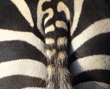 Zoo africa striped photo