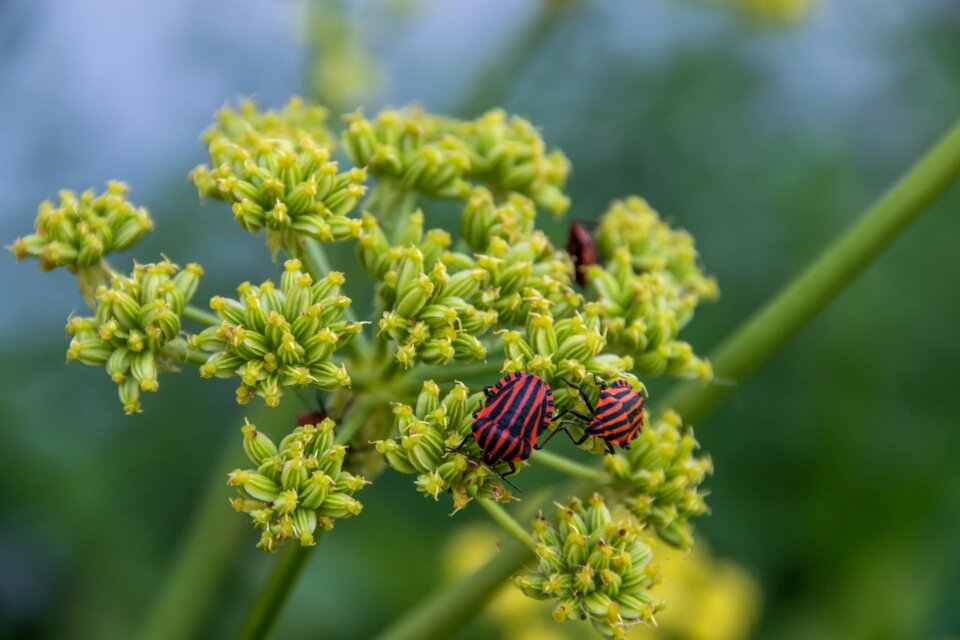 Nature lovage flower