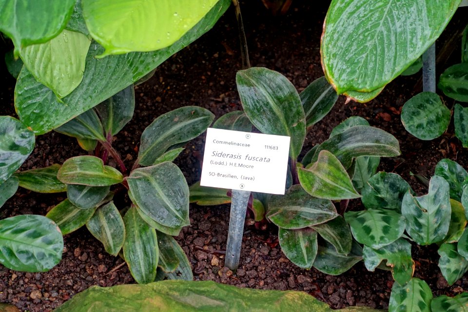 Siderasis fuscata - Botanischer Garten - Heidelberg, Germany - DSC01083