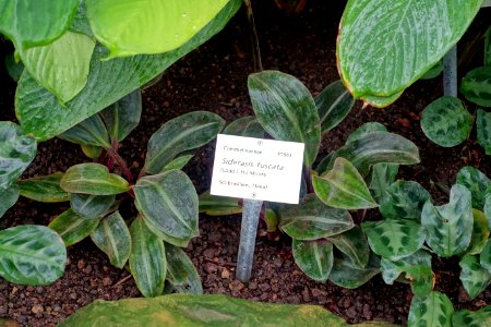 Siderasis fuscata - Botanischer Garten - Heidelberg, Germany - DSC01083