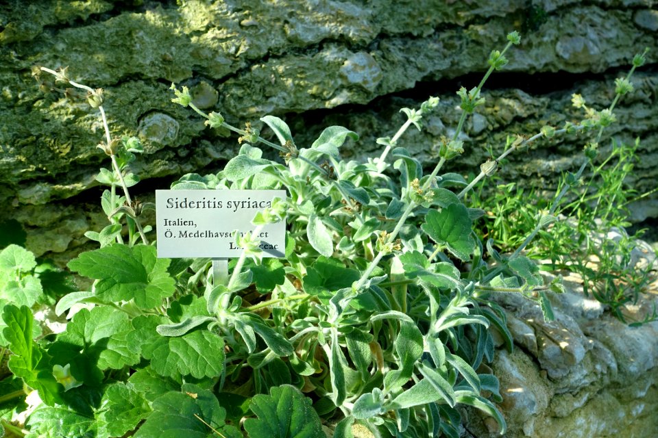 Sideritis syriaca - Bergianska trädgården - Stockholm, Sweden - DSC00337