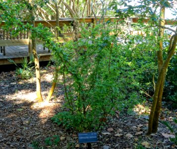 Sideroxylon reclinatum - Marie Selby Botanical Gardens - Sarasota, Florida - DSC01402