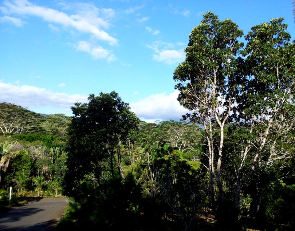 Sideroxylon ciderum - mangier vert - Mauritian tree 4