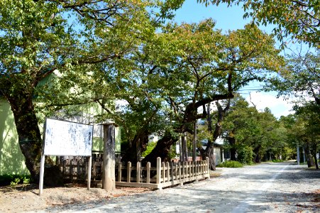 Shigariwake-jinja sakura
