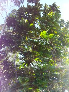 Sideroxylon ciderum - mangier vert - Mauritian tree 17