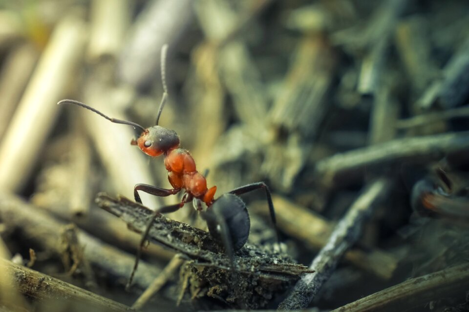 Animal nature fauna