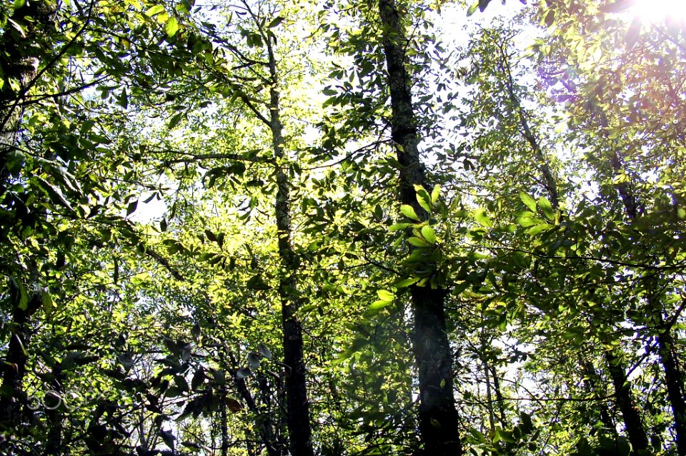 Shinny Forrest (127221055)