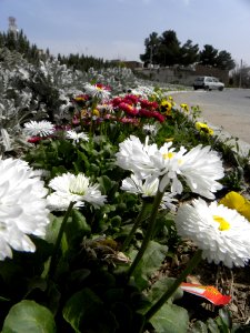 Sidewalk,Wooden pavement,Flowers 10