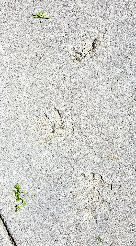 Sidewalk leaves - Arlington, MA - 01