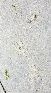 Sidewalk leaves - Arlington, MA - 01
