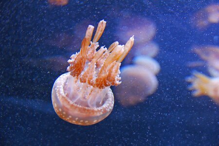 Aquarium beautiful mesmerising photo